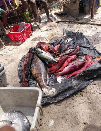 whatsapp image 2026 02 03 at 08.25.29s